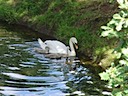 Swan & cygnets at Warwick Castle