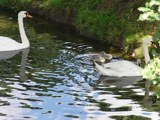 Swans & cygnets at Warwick Castle