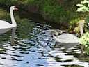 Swans & cygnets at Warwick Castle