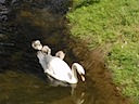 Swan & cygnets at Warwick Castle