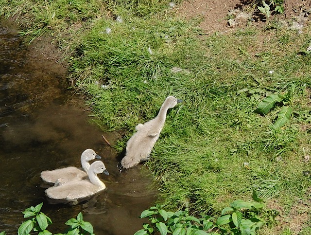 Cygnets at Warwick Castle