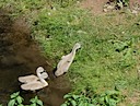 Cygnets at Warwick Castle