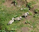 Cygnets at Warwick Castle