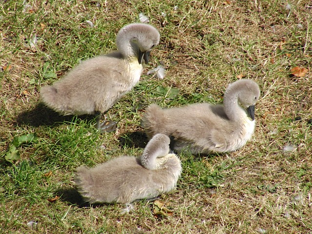 Cygnets at Warwick Castle