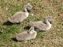 Cygnets at Warwick Castle