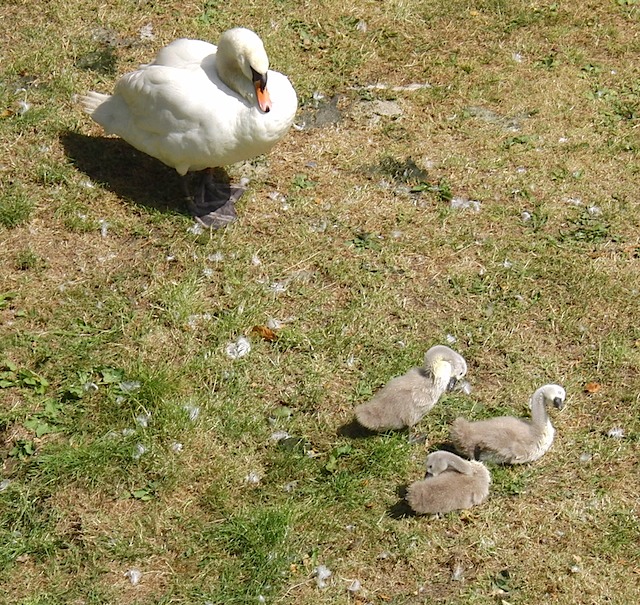 Swan & cygnets at Warwick Castle