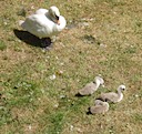 Swan & cygnets at Warwick Castle