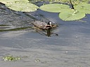 Coot at Warwick Castle