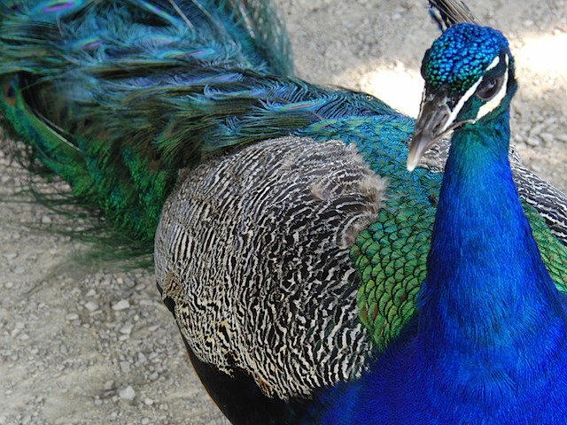 Peacock at Warwick Castle