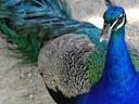 Peacock at Warwick Castle