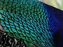 Peacock plumange