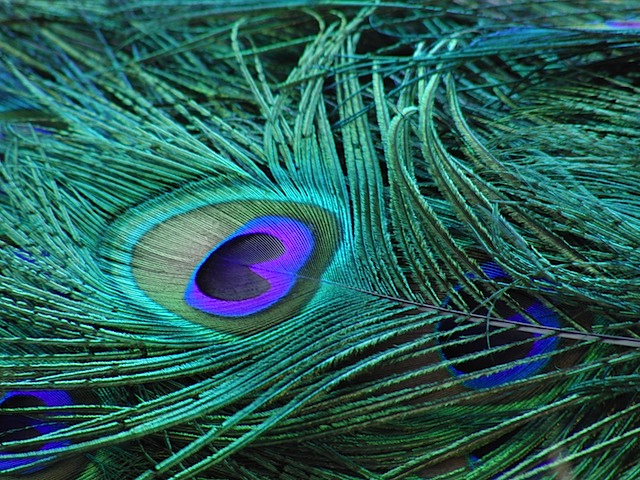 Peacock plumange