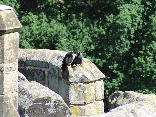 Birds at Warwick Castle