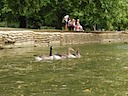 Geese seen while punting