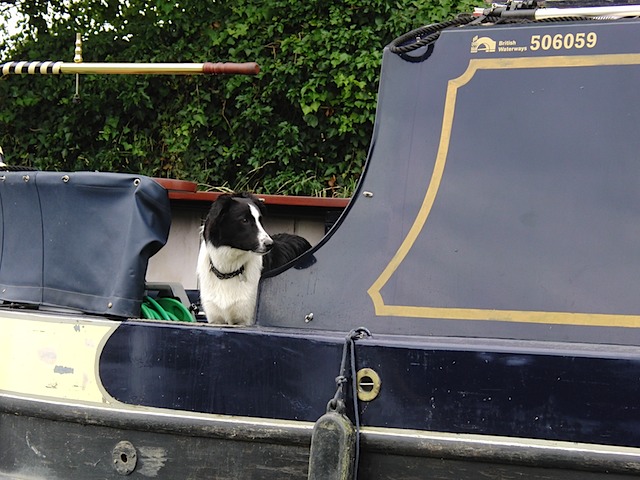 Dog seen while punting