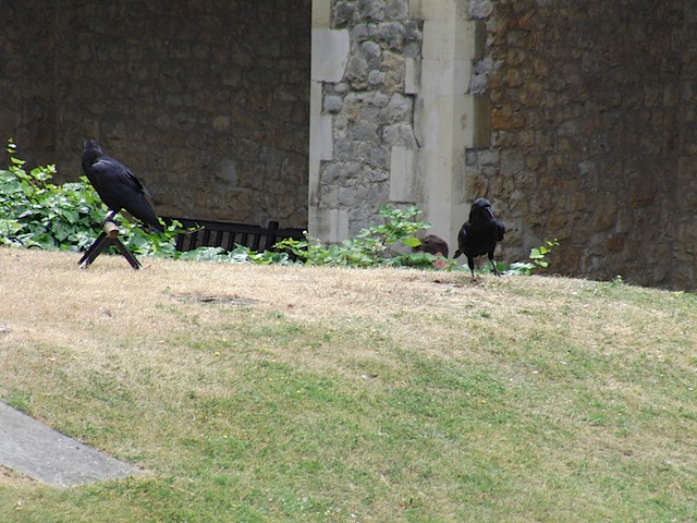 Ravens in the Tower