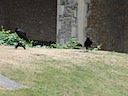 Ravens in the Tower