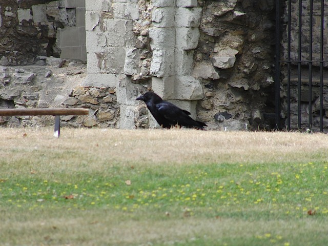 Raven in the Tower