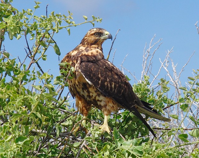 Galapagos hawk