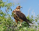 Galapagos hawk