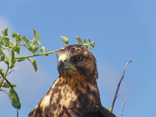 Galapagos hawk