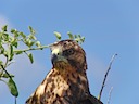 Galapagos hawk