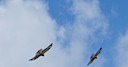 Galapagos hawks