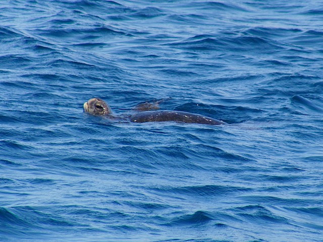 Sea turtle surfaces