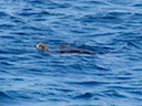 Sea turtle surfaces