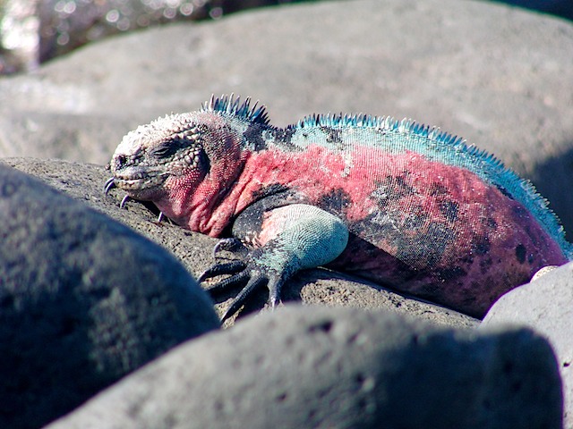 Marine iguana