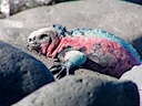 Marine iguana