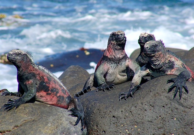 Marine iguana