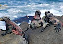 Marine iguana