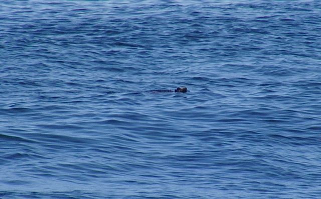 Marine iguana swimming