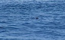 Marine iguana swimming