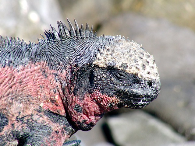 Marine iguana