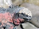 Marine iguana