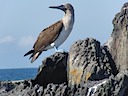 Blue-footed booby