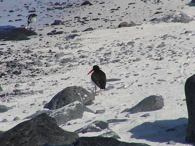 American oystercatcher