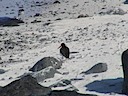 American oystercatcher