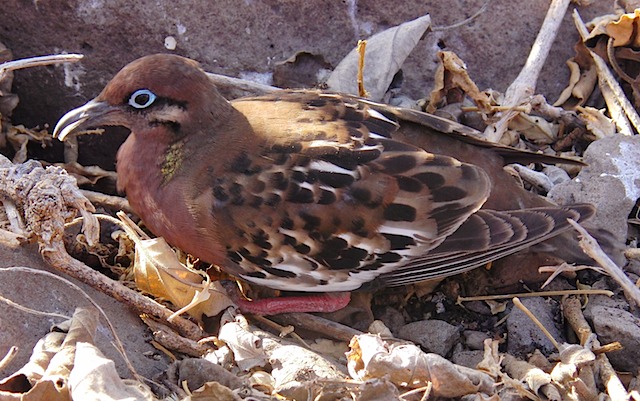 Galapagos dove