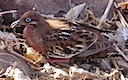 Galapagos dove