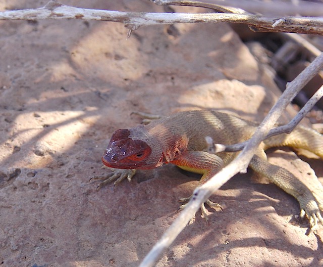 Lava lizard