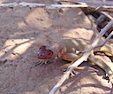 Lava lizard