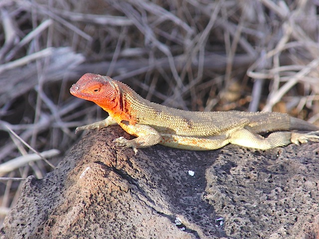 Lava lizard