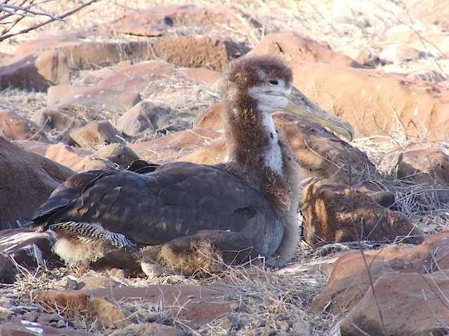 Albatross chick