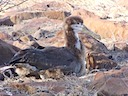 Albatross chick