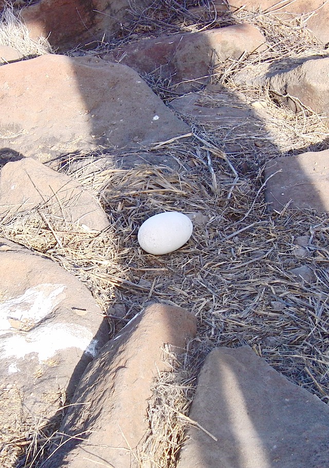 Albatross egg (abandoned)