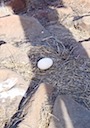 Albatross egg (abandoned)