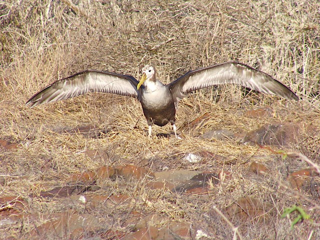 Albatross chick